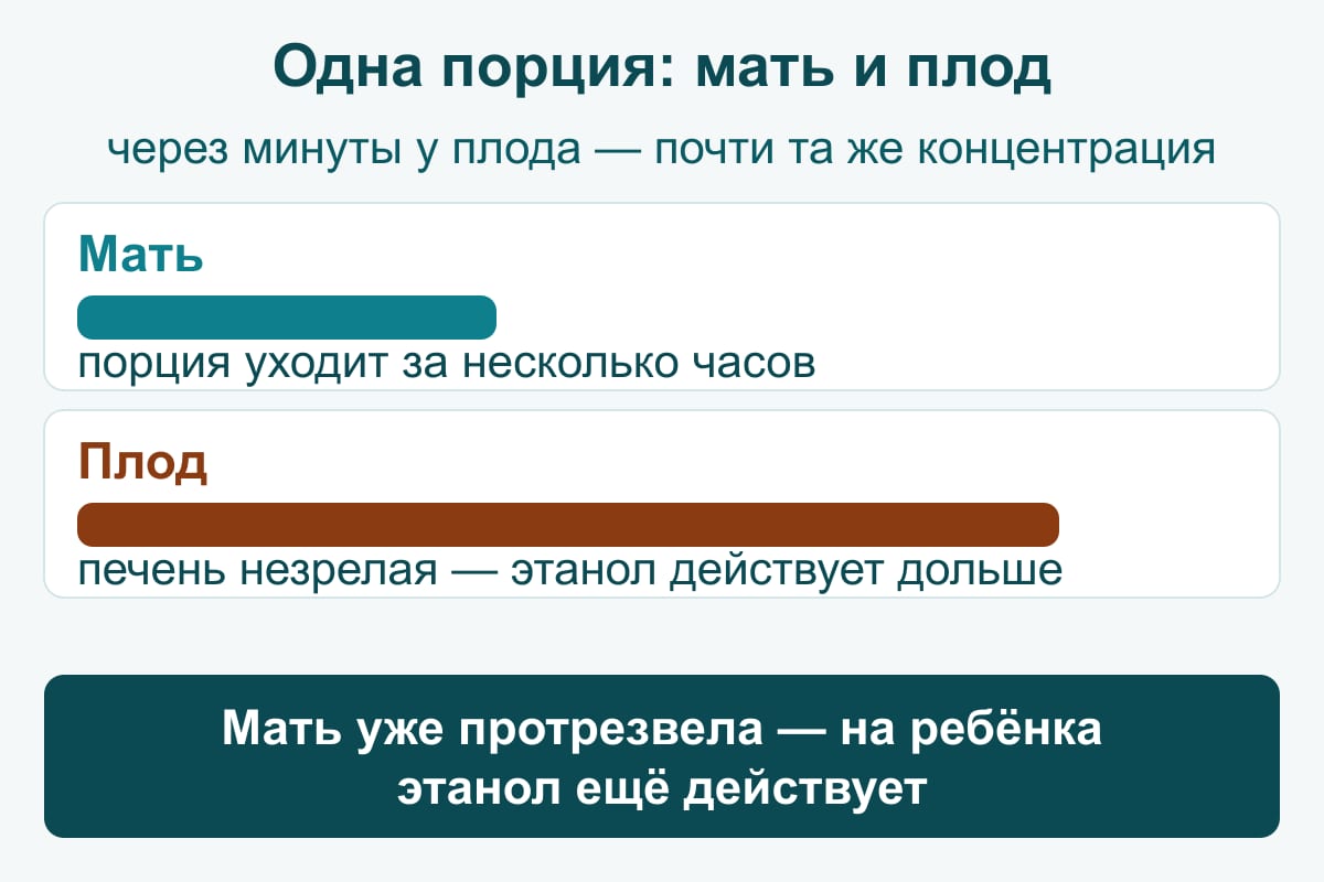 Схема: одна порция алкоголя у матери и плода — у матери ферменты печени убирают порцию за несколько часов, у плода печень незрелая и этанол действует дольше